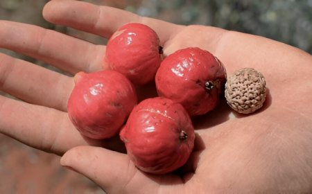 Bu meyvə xərçəngi kökündən baltalayır....