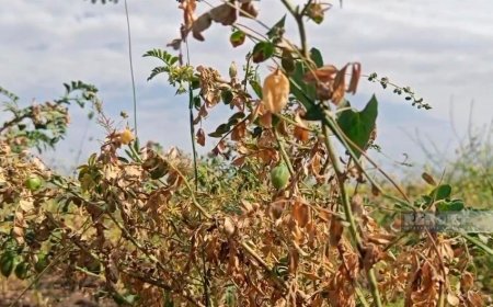 Cəlilabadda 600 hektara yaxın noxud sahəsi məhv olub
