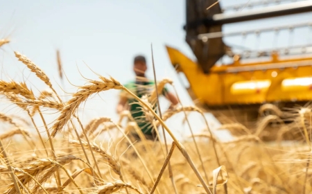 Cəlilabadda buğda əkini azalıb, arpa əkini artıb