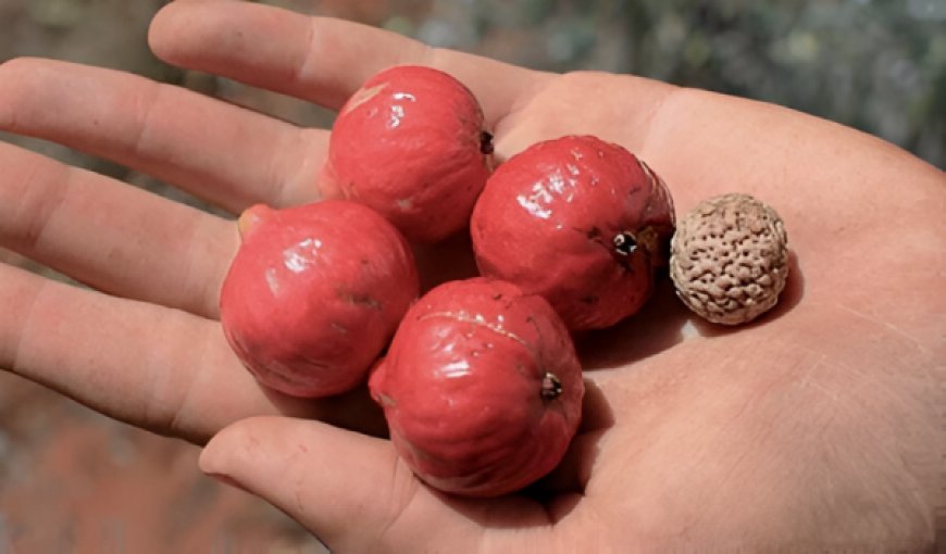 Bu meyvə xərçəngi kökündən baltalayır....