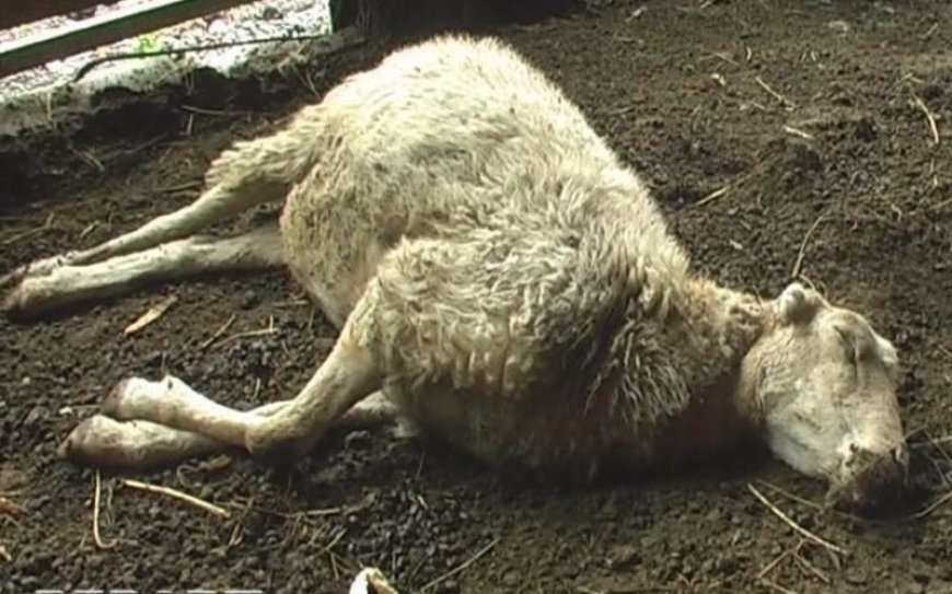 Cəlilabadda heyvanlar tələf olur, qurumlar isə məsuliyyəti bir-birinin üzərinə atır