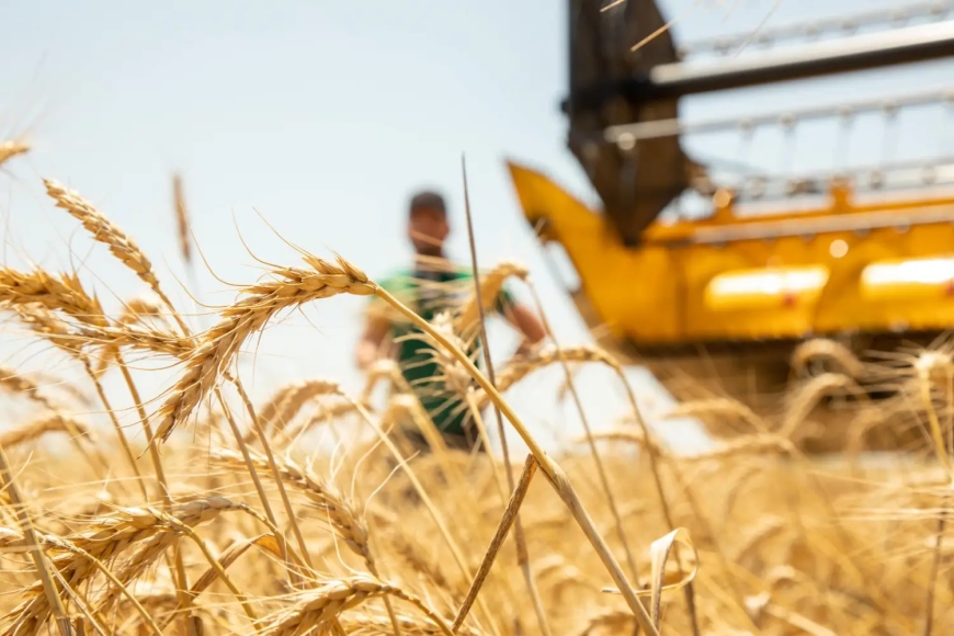 Cəlilabadda buğda əkini azalıb, arpa əkini artıb