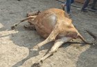 Cəlilabadda heyvanlar çörəkdən zəhərlənərək tələf olub
