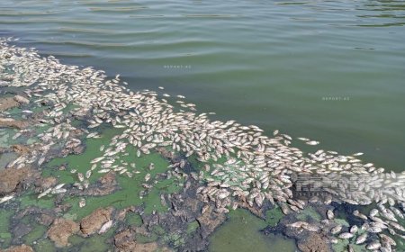 Cəlilabadda balıqların kütləvi ölümünün ilkin səbəbi açıqlanıb