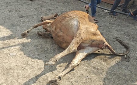 Cəlilabadda heyvanlar çörəkdən zəhərlənərək tələf olub