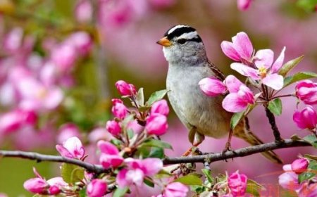 Yaz Azərbaycana bu tarixdə daxil olacaq